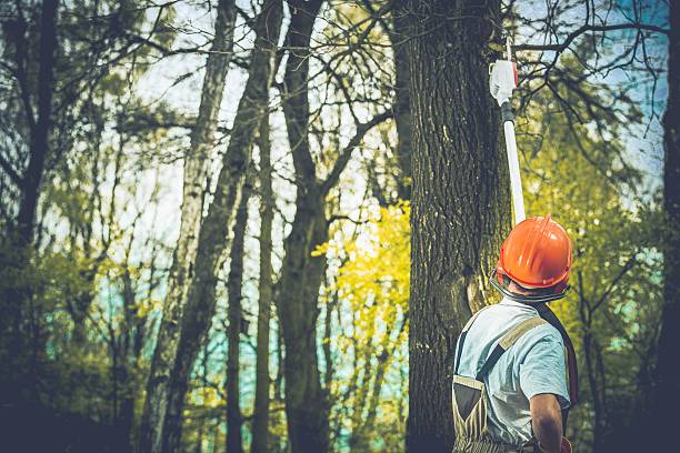 How Our Tree Care Process Works  in  Victoria, MN